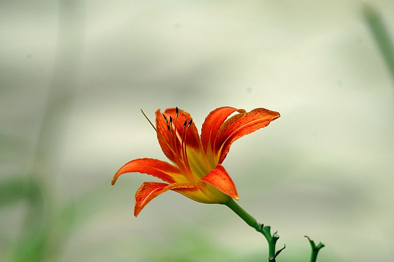 随拍花草（向各位请教）