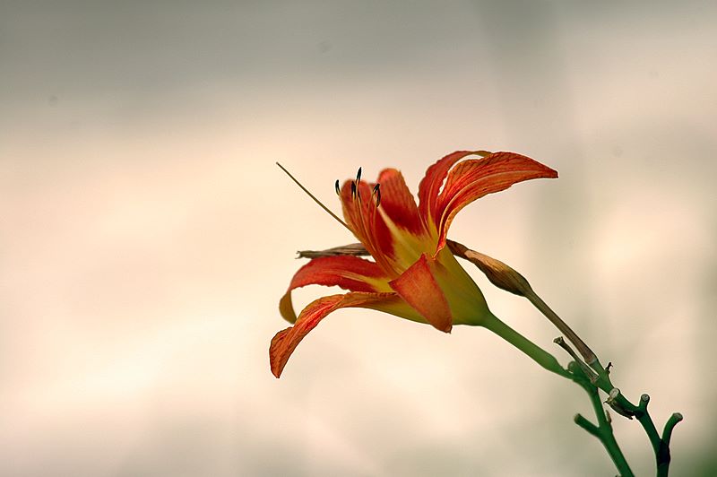 随拍花草（向各位请教）