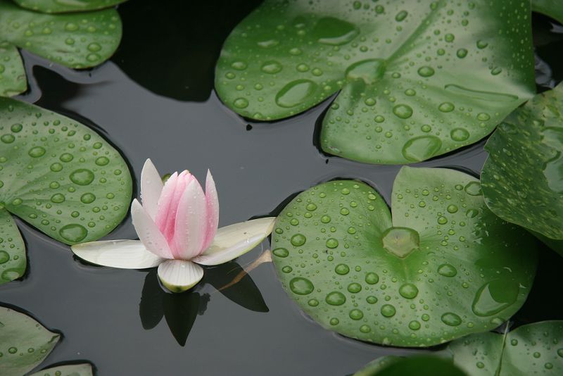 学拍荷花