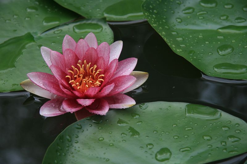 学拍荷花