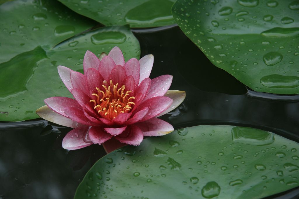 学拍荷花
