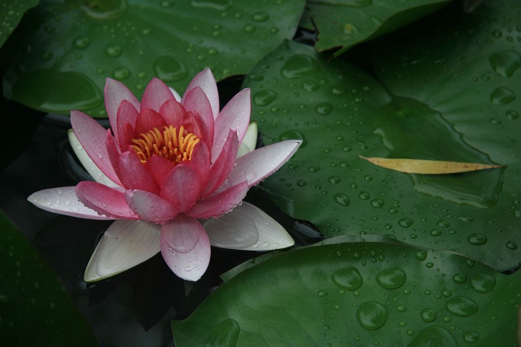 学拍荷花