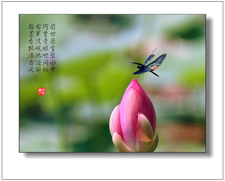 蜻蜓戏荷图
