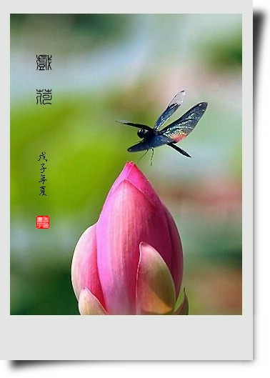 蜻蜓戏荷图