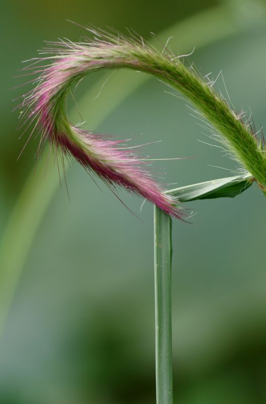 花花草草