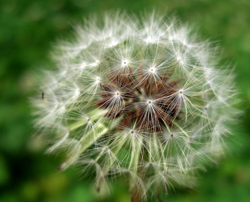花花草草