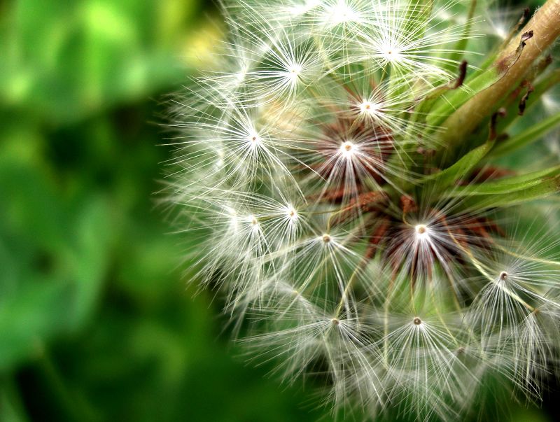 花花草草