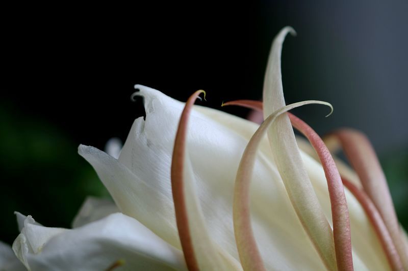 花花草草