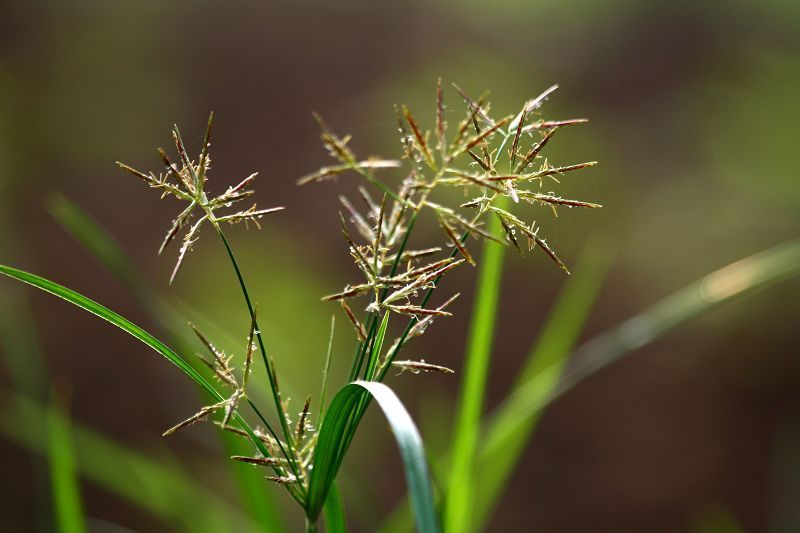 花花草草