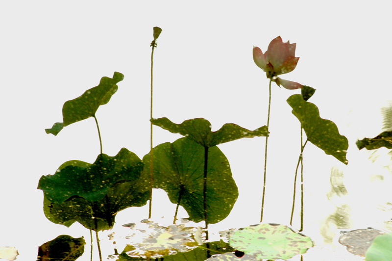 为奥运"荷"彩