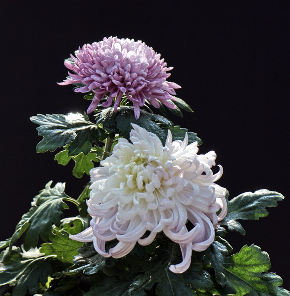 秋菊