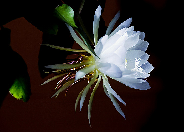 [原创]昙花仙子