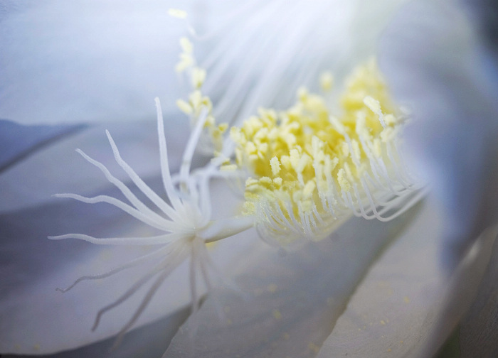 [原创]昙花仙子