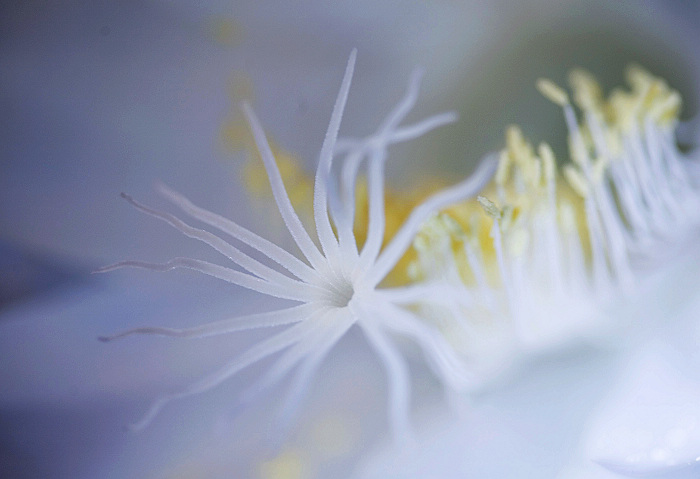[原创]昙花仙子