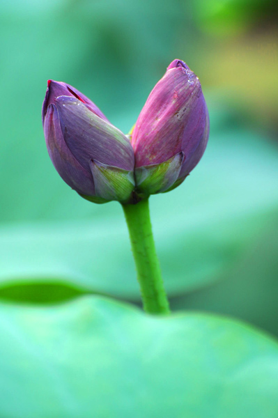 并蒂莲