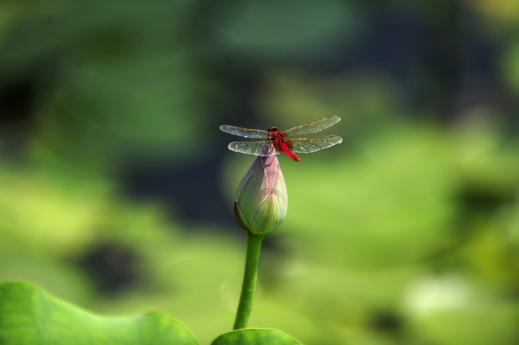 荷语