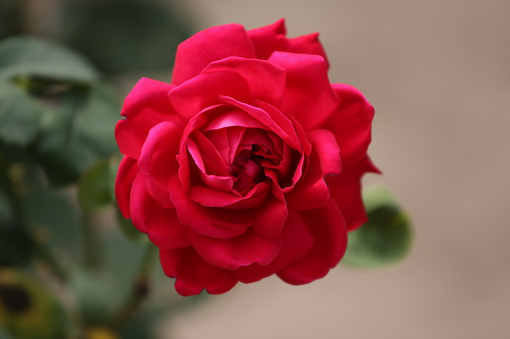 戚城花色