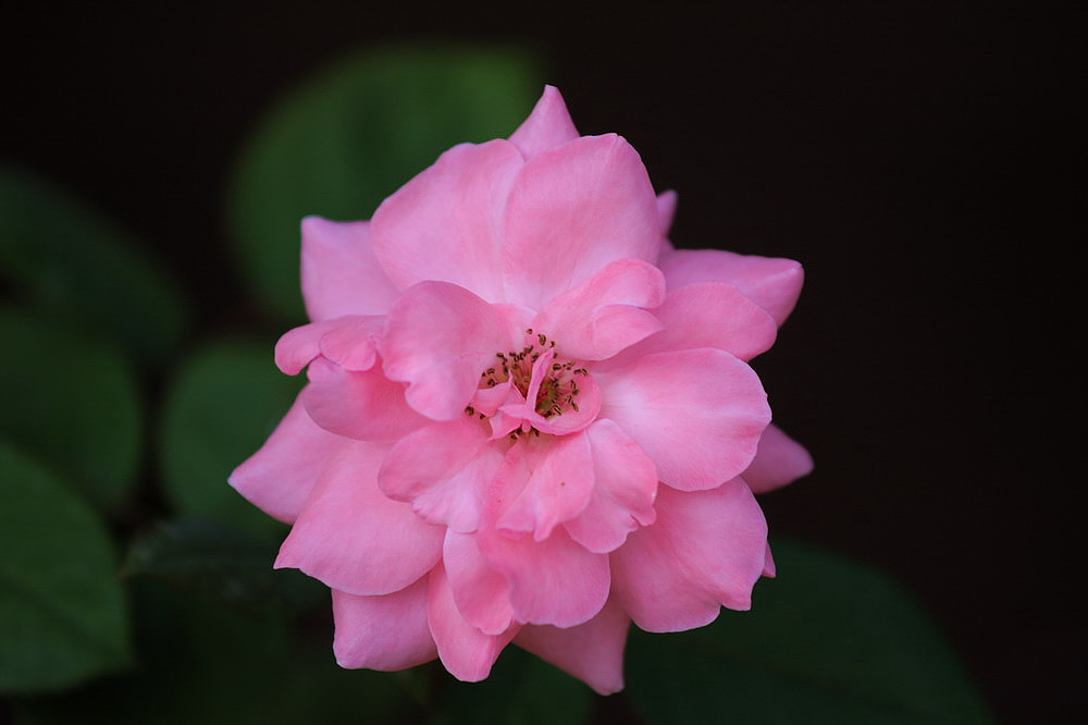 戚城花色