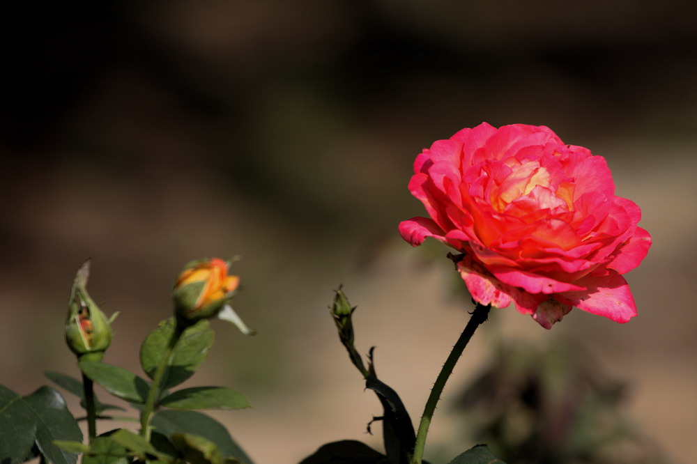 戚城花色