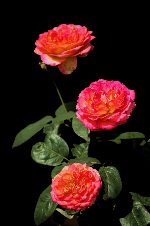 戚城花色