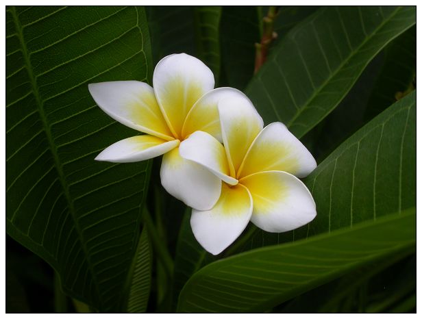 海南的花