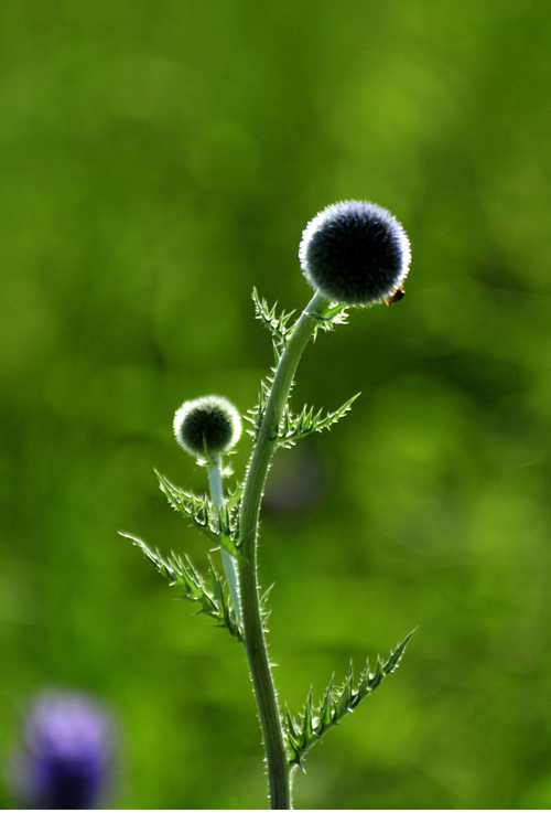 虫虫草草