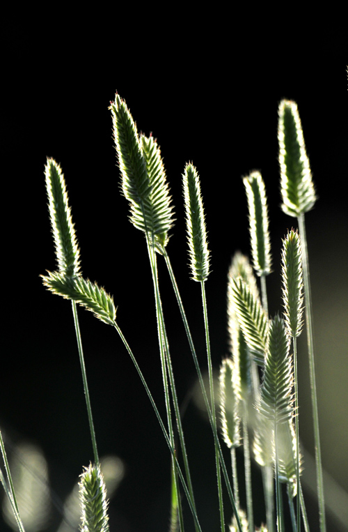虫虫草草