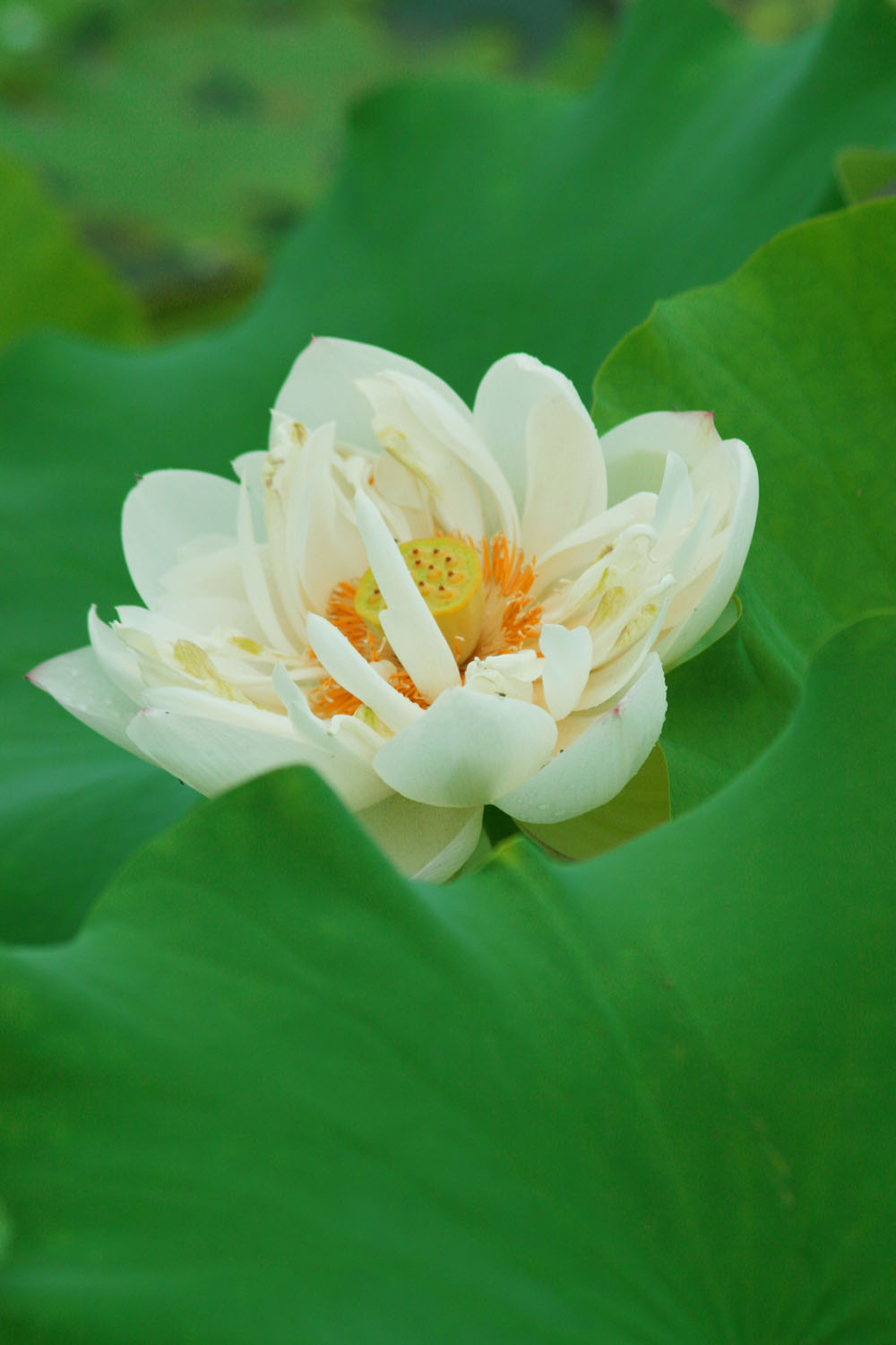 [分享]濮上爱莲说