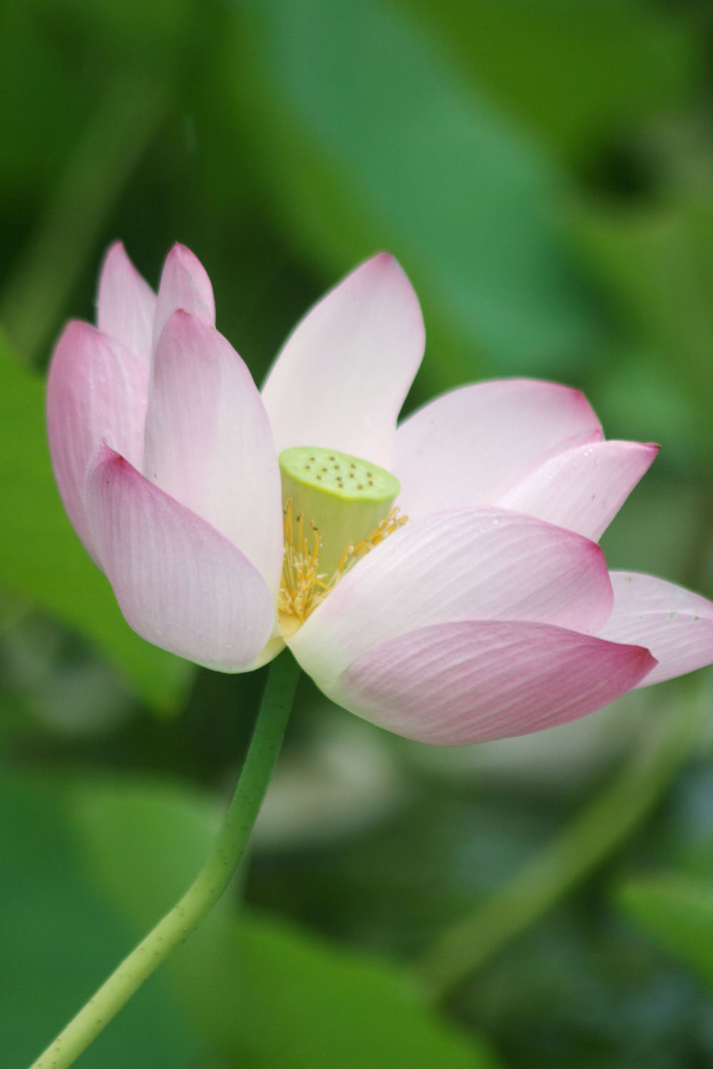[分享]濮上爱莲说