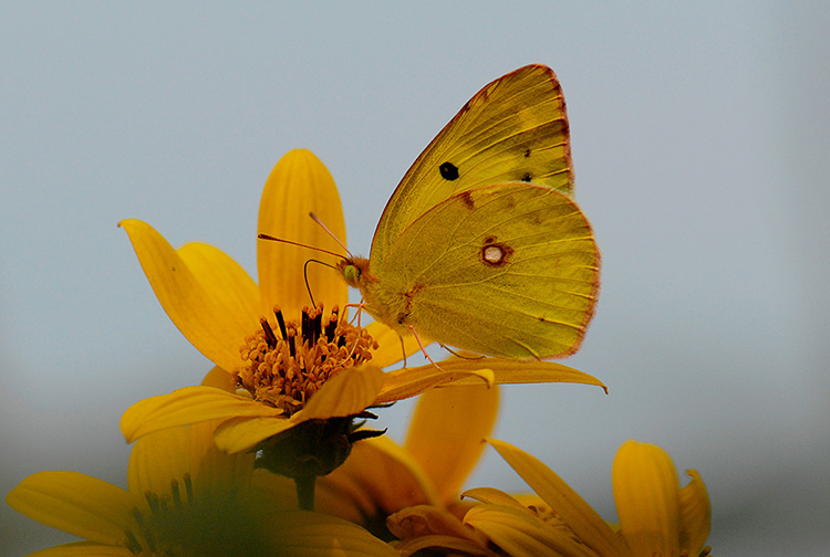 蝶恋花
