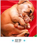 搞笑帖全集