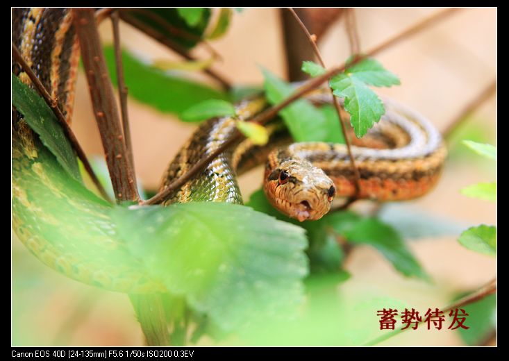 "捕"者说