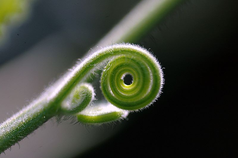 随拍花草（2）