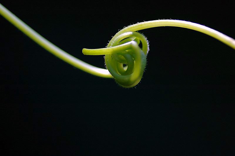 随拍花草（2）