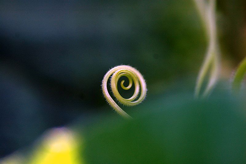 随拍花草（2）