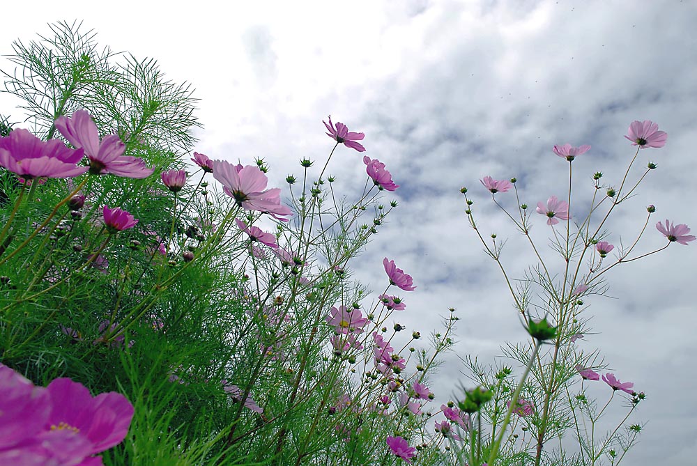 路边的野花