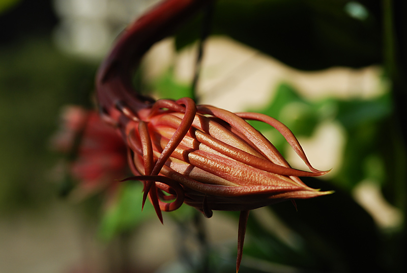 花草一组