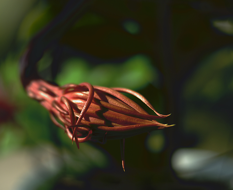 花草一组