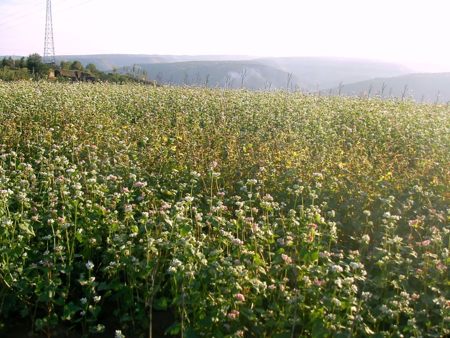 秋收的季节