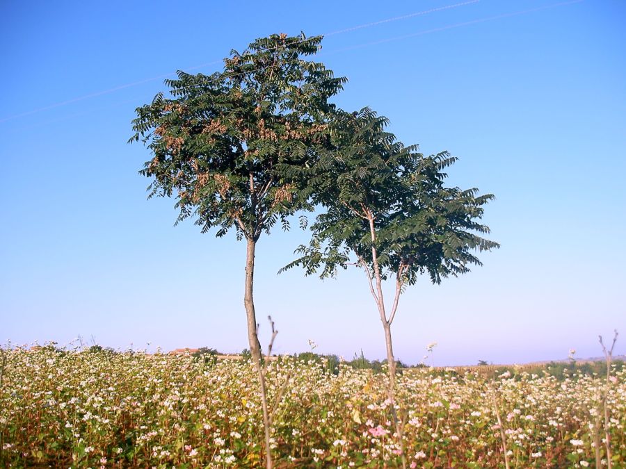 秋收的季节