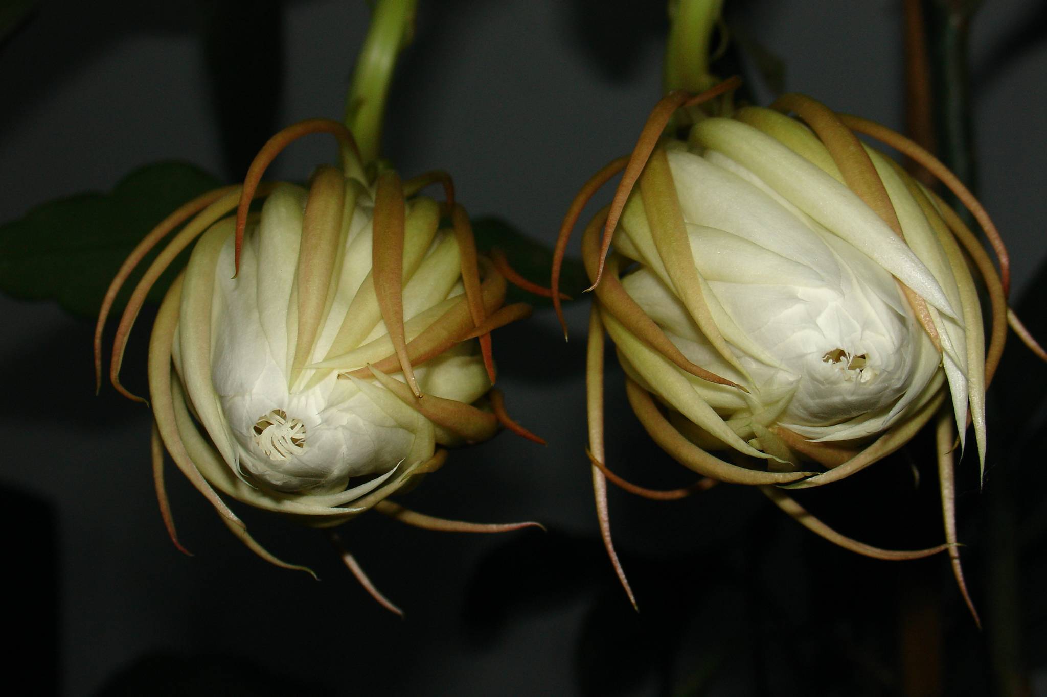 9月4日晚昙花4朵齐放