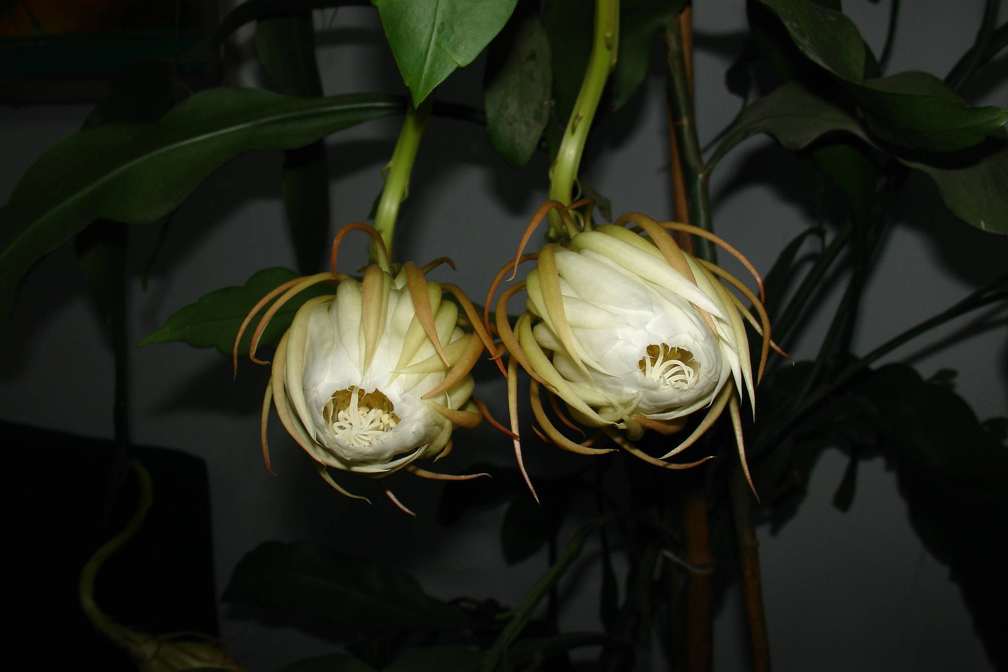 9月4日晚昙花4朵齐放