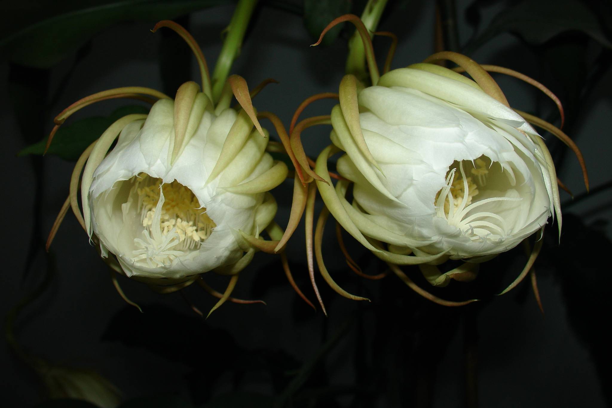 9月4日晚昙花4朵齐放