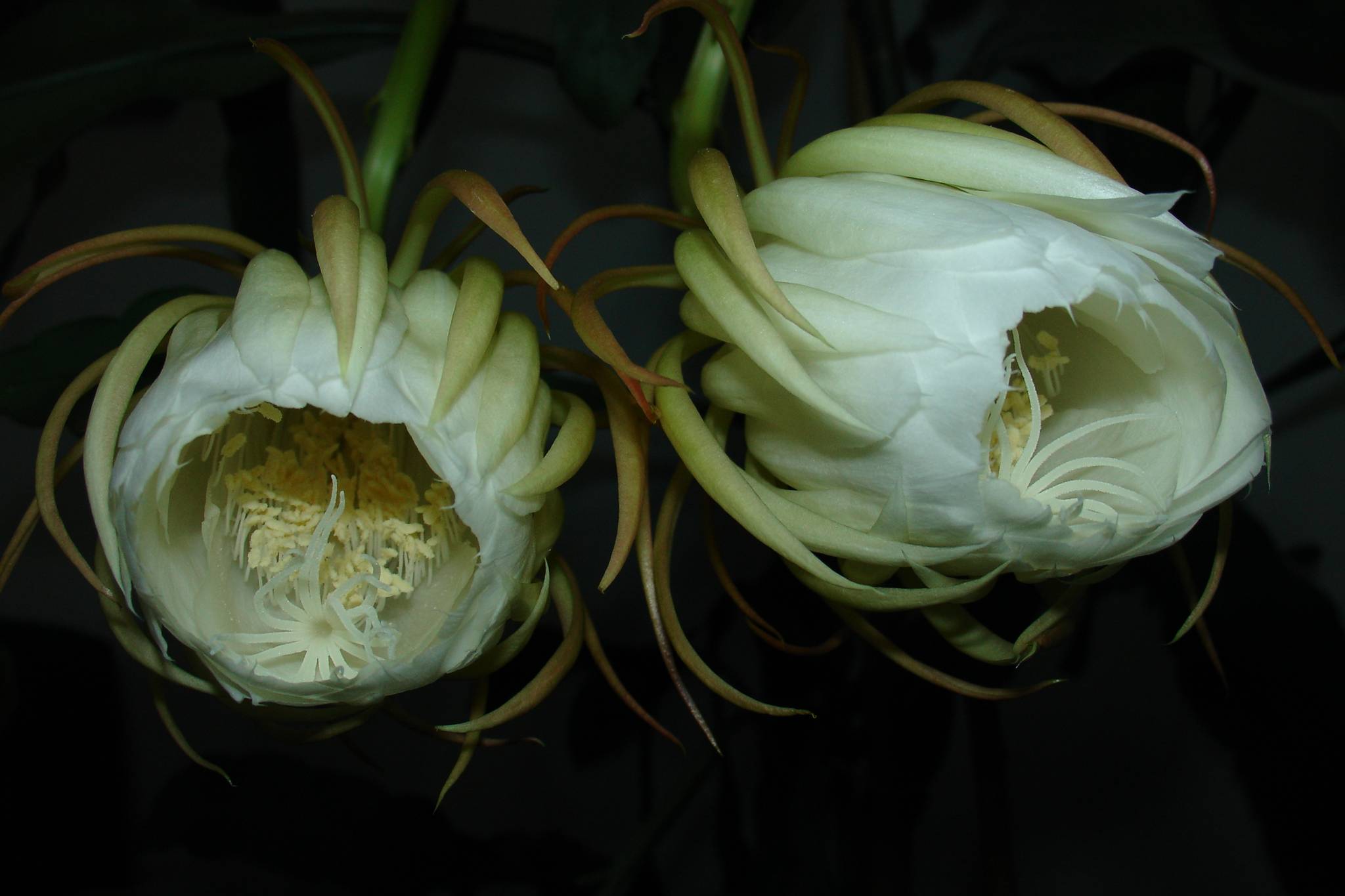 9月4日晚昙花4朵齐放