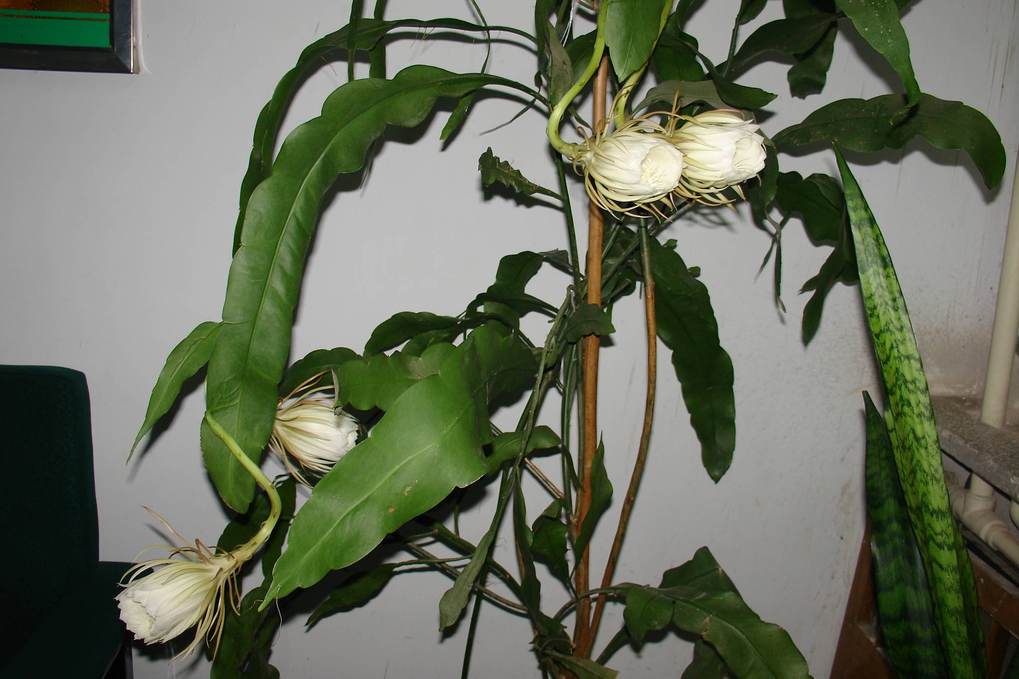 9月4日晚昙花4朵齐放