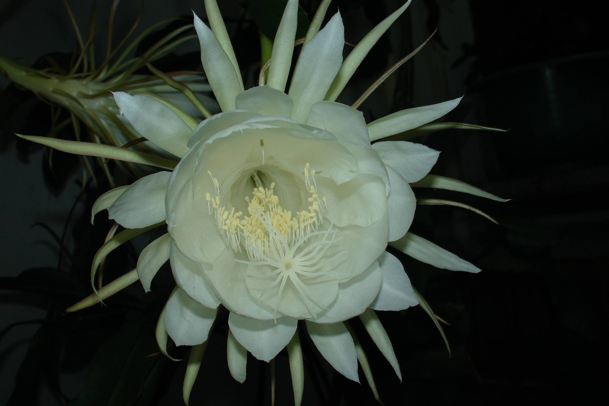 9月4日晚昙花4朵齐放