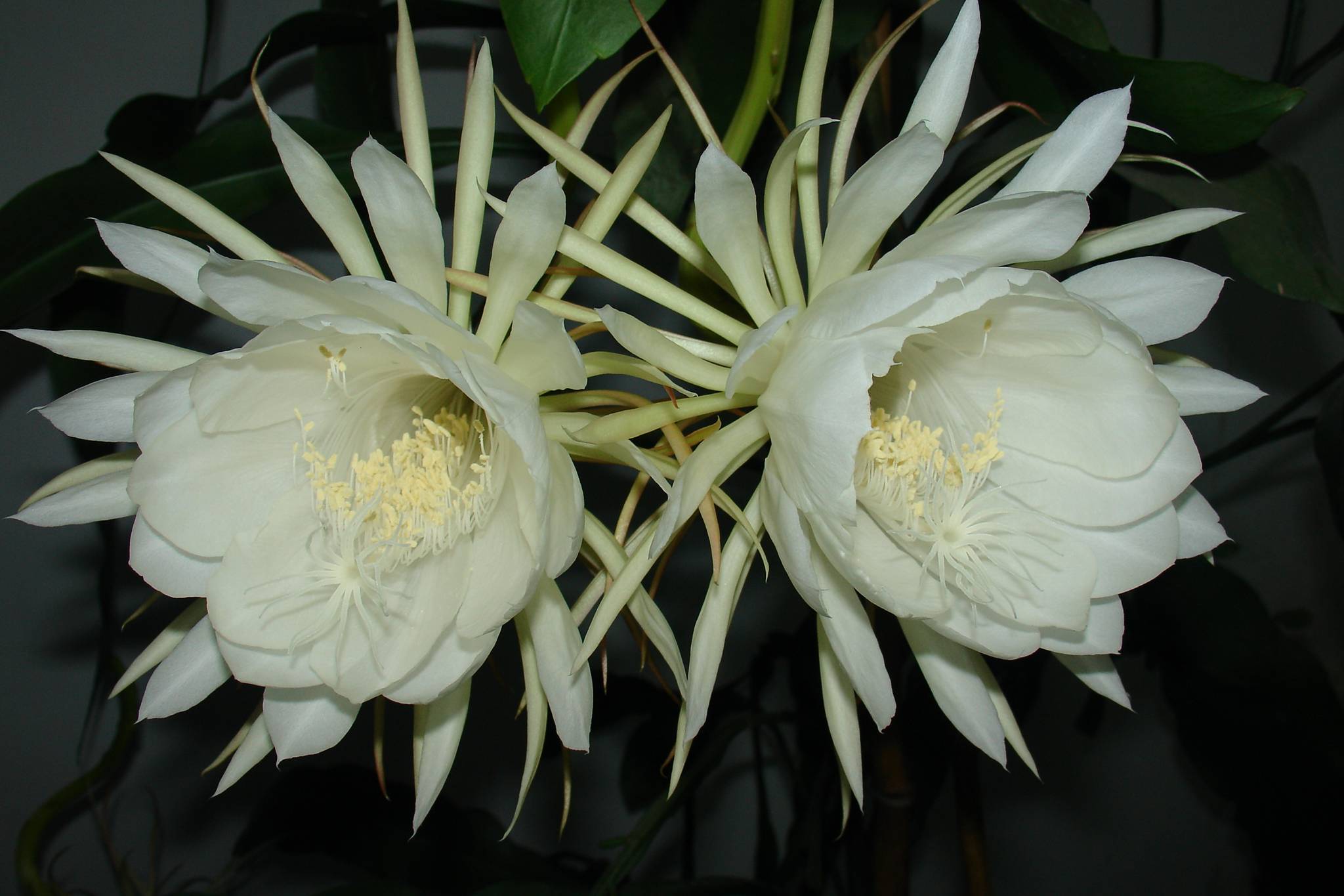 9月4日晚昙花4朵齐放