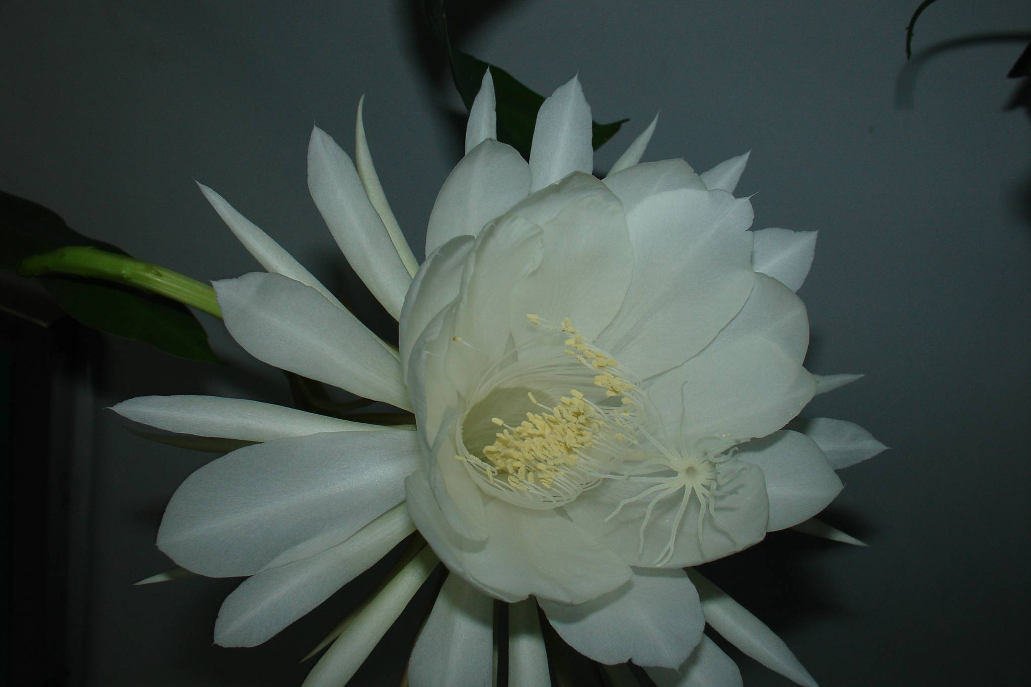9月4日晚昙花4朵齐放