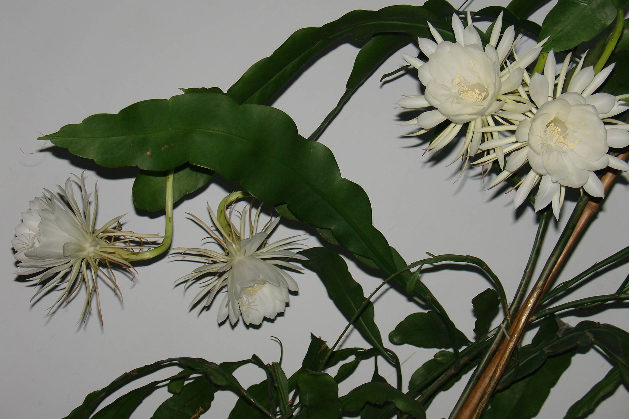 9月4日晚昙花4朵齐放