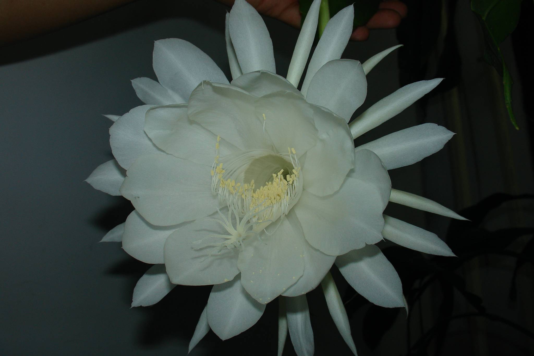 9月4日晚昙花4朵齐放